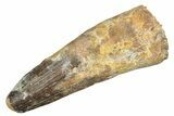 Fossil Spinosaurus Tooth - Real Dinosaur Tooth #233756-1